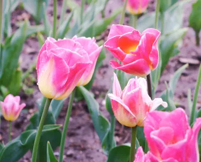 Тюльпаны Луковицы Желтые – купить в интернет-магазине OZON по низкой цене