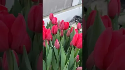 Freshtulpan - тюльпаны оптом и в розницу к 8 марта | Тюльпаны от  производителя Спб