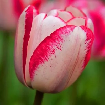 Тюльпаны | Флора-М