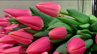 Где купить цветы к 8 Марта: под Калининградом вырастили 17 сортов тюльпанов  всех оттенков - Новости Калининграда