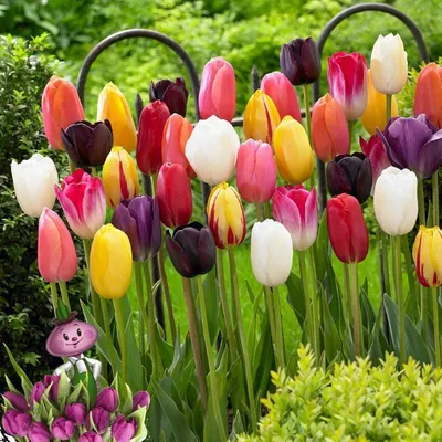 Freshtulpan - тюльпаны оптом и в розницу к 8 марта | Тюльпаны от  производителя Спб