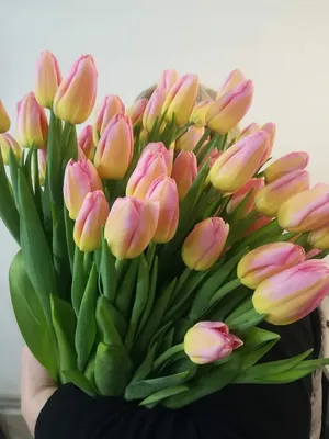 ꕤ Тюльпан Tom Pouce • купить Тюльпан Tom Pouce по цене от 17.99 грн. в  Украине