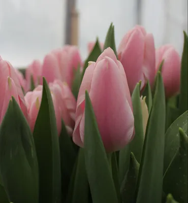 Луковицы двухцветных тюльпанов, калибр 11/12, набор 250 шт, 5 видов по 50  штук - ogurki.com