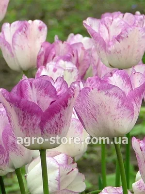 Голландия - Тюльпан Триумф Shirley (Ширли) - Купить семена, товары для  сада, огорода в интернет магазине \"Агро-Store\"