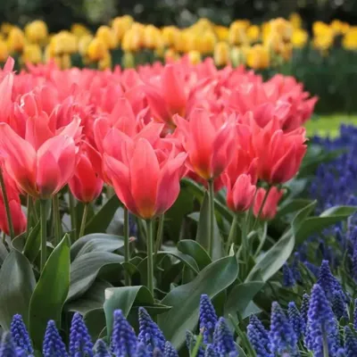 Tulipa Toronto - Tulip Toronto - 5 bulbs – Garden Seeds Market | Free  shipping