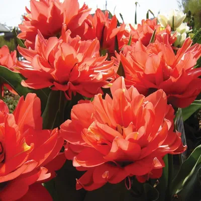 Buy Tulip Toronto (Saver Sized Bulbs) at jparkers.co.uk