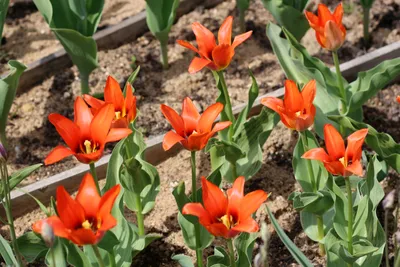 Tulipa 'Toronto' syn. Tulipa greigii 'Toronto, Tulip 'Toronto' (Greigii) in  GardenTags plant encyclopedia