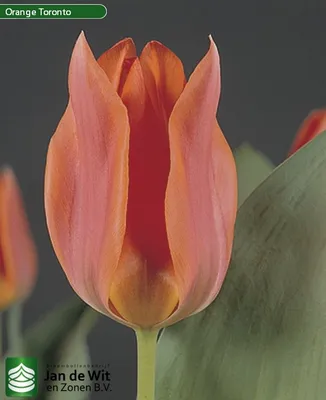 File:Tulipa 'Orange Toronto' 2016 04.JPG - Wikimedia Commons