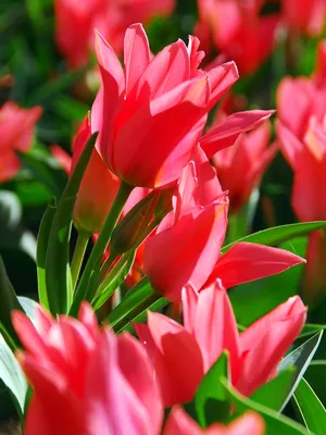 Tulipán Greigův Toronto (Tulipa greigii) | About-garden.com