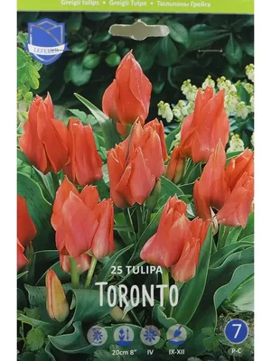 Tulipa 'Toronto' (Greigii Tulip)