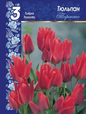 Tulipa Greigii Toronto