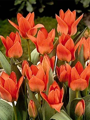 Tulipa Greigii Toronto In Garden. Latvia, Europe Stock Photo, Picture and  Royalty Free Image. Image 101117928.