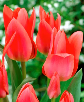 Mehrblütige Tulpe 'Toronto' - 10 Stück - Tulipa 'Toronto' - Mehrblütige  Tulpen | GARTEN SCHLÜTER