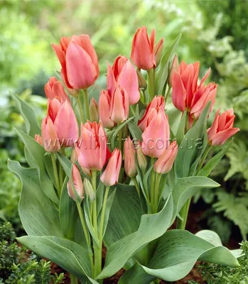 Premium Photo | Tulipa toronto flowers grow and bloom in the botanical  garden