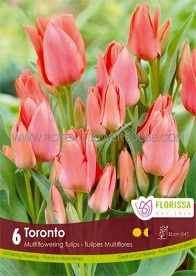 Tulipa greigii 'Toronto' Stock Photo - Alamy