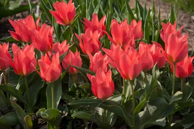 Tulipan Bukietowy (Tulipa) Orange 'Toronto' 5 szt. | Sklep Cebule.pl