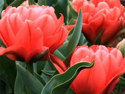 Toronto' Greigii Tulip, Strimtulpan (Tulipa greigii Stock Photo - Alamy