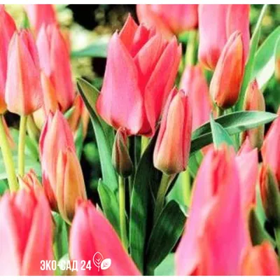 TULIPA MULTIFLOWERING 'TORONTO' 12/+ CM. (100 P.BINBOX) | Rotex Flowerbulbs  BV