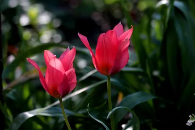 TULIPA MULTIFLOWERING 'TORONTO' 12/+ CM. (15 PKGS.X 6) | Rotex Flowerbulbs  BV