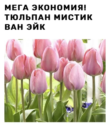 Купить Тюльпан Салмон Ван Эйк в Москве и РФ. Описание сорта. Пункты  самовывоза. Почтой (наложенный платеж). Доставка курьером по МО.