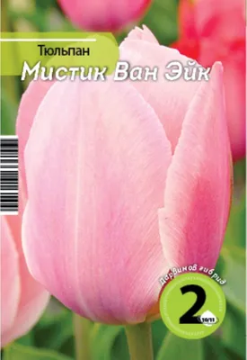 Тюльпан \"Дарвинов гибрид Ван Эйк\" | отзывы