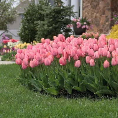 Тюльпан Оранж ван Эйк (Tulipa Orange van Eijk) - Тюльпаны Дарвина- Тюльпаны  - Луковичные - Каталог - Kamelia-gardens.ru