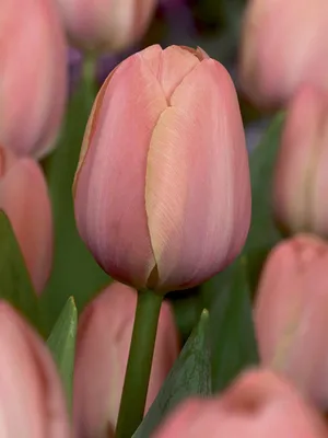 Тюльпан гибридный Леди ван Эйк (tulipa) 🌿 обзор: как сажать, луковицы  тюльпаны Леди ван Эйк - YouTube