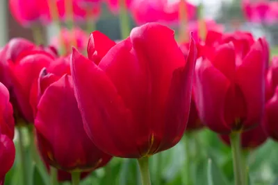 Тюльпан веранди фото фотографии