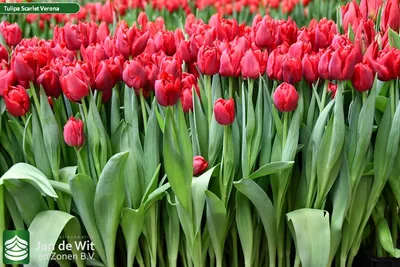 Tulip Verona авторское фото BUFL.RU | Тюльпаны, Растения, Цветы