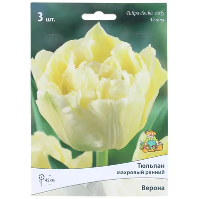 Тюльпан Верона Tulipa Verona оптом: купить в Москве от производителя -  питомника ЦветКом
