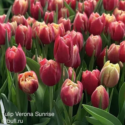 Тюльпан махровый ранний Верона 3 шт купить недорого в интернет-магазине  товаров для сада Бауцентр