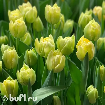 Tulipa 'Verona'