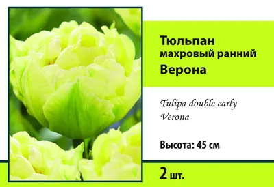 Тюльпан махровый ранний Верона купить недорого в интернет-магазине товаров  для сада Бауцентр