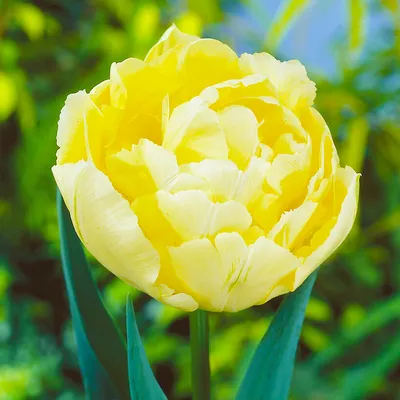 Yellow peony-flowered Double Early tulips (Tulipa) Verona bloom in a garden  in March Stock Photo - Alamy