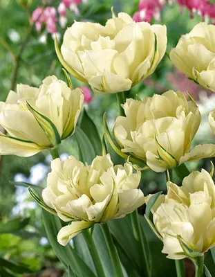 Tulip 'Verona' | White Flower Farm
