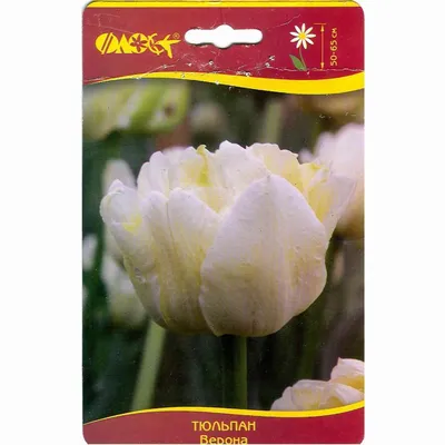 Тюльпан (луковица) махровый Scarlet Verona (ID#1978592384), цена: 35 ₴,  купить на Prom.ua