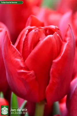Тюльпаны Верона Лав 5шт 12/+/Tulips Verona Love
