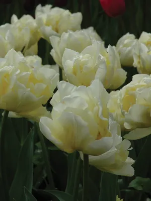 Creamy white peony-flowered Double Early tulips (Tulipa) Verona Design with  variegated leaves bloom in a garden in March Stock Photo - Alamy