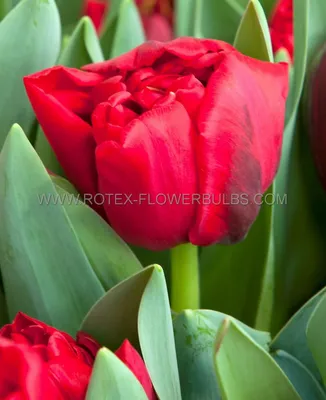 Tulipa 'Verona' | BBC Gardeners World Magazine