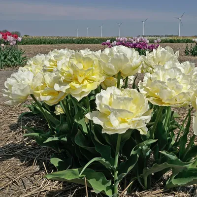 Verona Sunrise - Tulip Bulbs | Flower Bulbs | The Flower Bulb Farm