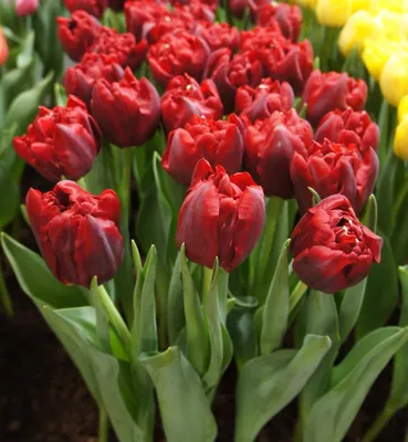 Photo of the bloom of Double Early Tulip (Tulipa 'Verona') posted by  joannakat - Garden.org