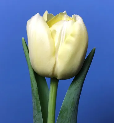 TULIPA DOUBLE EARLY 'SCARLET VERONA' 12/+ CM. (100 P.BINBOX) | Rotex  Flowerbulbs BV