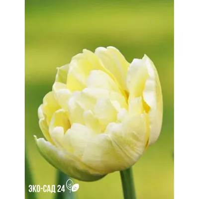 Verona - Tulip Bulb | Johnny's Selected Seeds