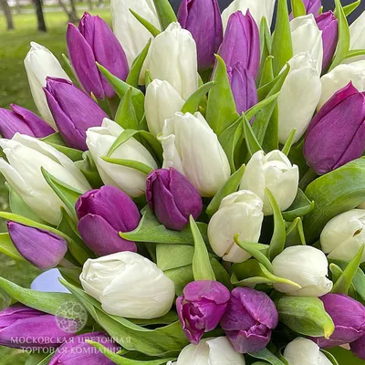 Фото тюльпанов для бесплатного скачивания