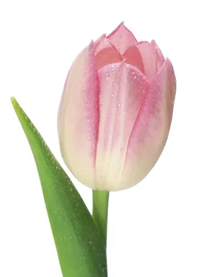 Тюльпаны: красота природы в одном изображении
