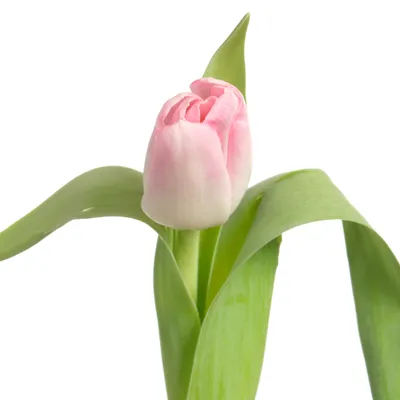 Волшебные тюльпаны: фото восхитительных бутонов