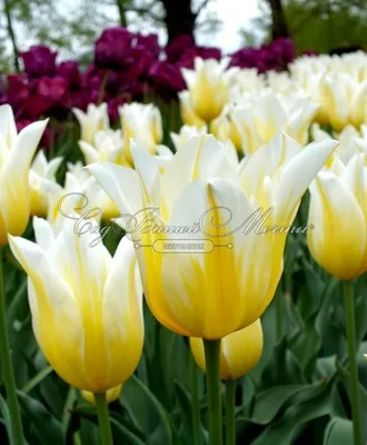 Тюльпаны: символ весны и красоты