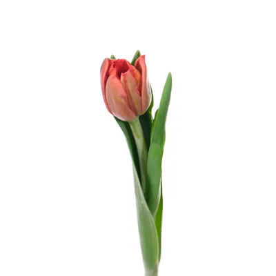 Фотографии тюльпанов в высоком разрешении
