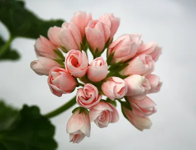 Flowers Forever - Пеларгония тюльпановидная-венец творения... | Facebook