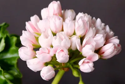 Тюльпановидная герань: описание, фото, выращивание | Полезные статьи на  блоге Беккер